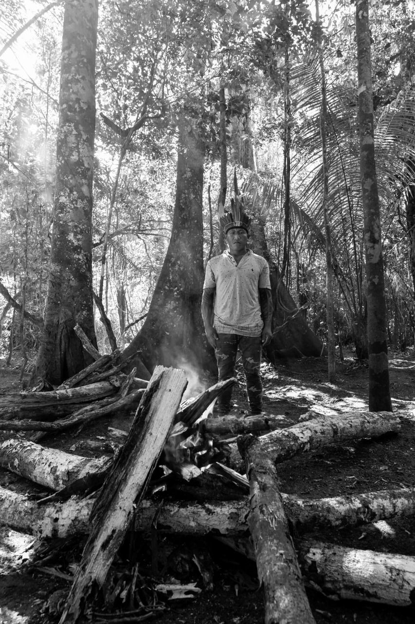 Regeneração da floresta